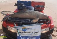 Em dez dias, seis golfinhos são encontrados mortos em praias de Florianópolis