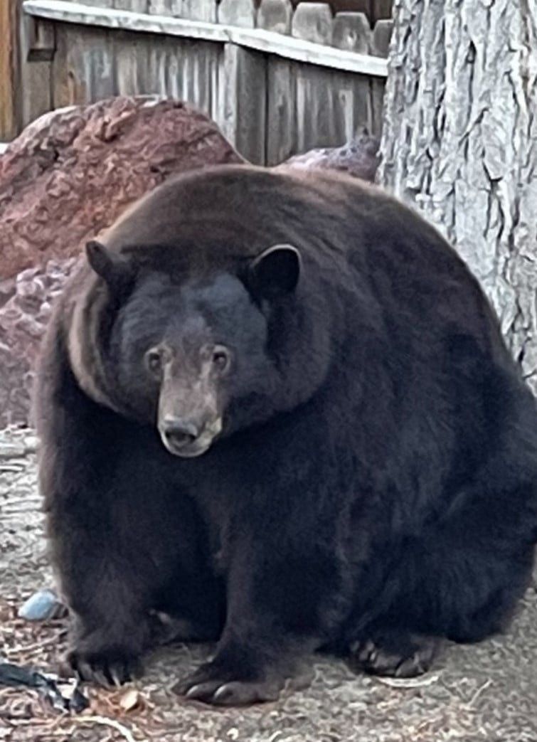 Urso-negro Califórnia