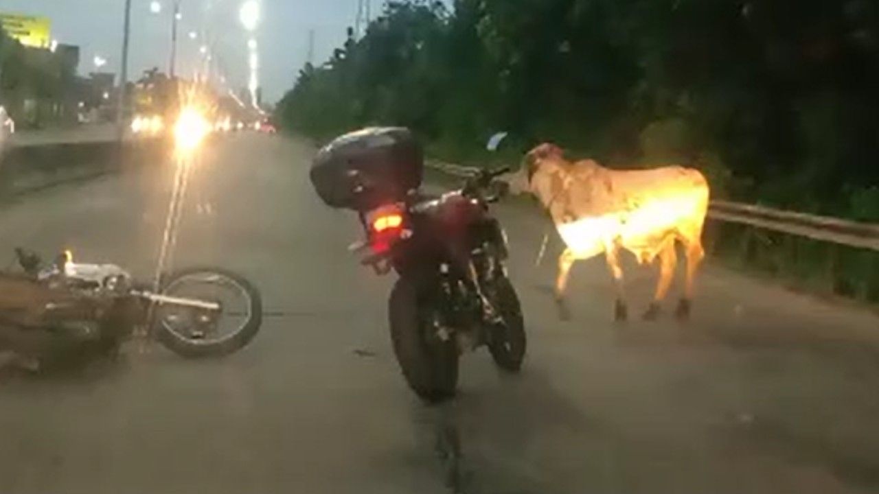 vaca-linhavermelha