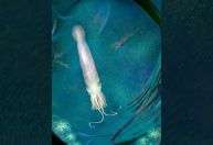 Fóssil de parente de polvo de 328 milhões de anos ainda tem ventosas em braços