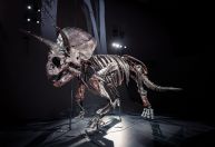 Conheça Horridus, um dos fósseis de Triceratops mais completos do mundo