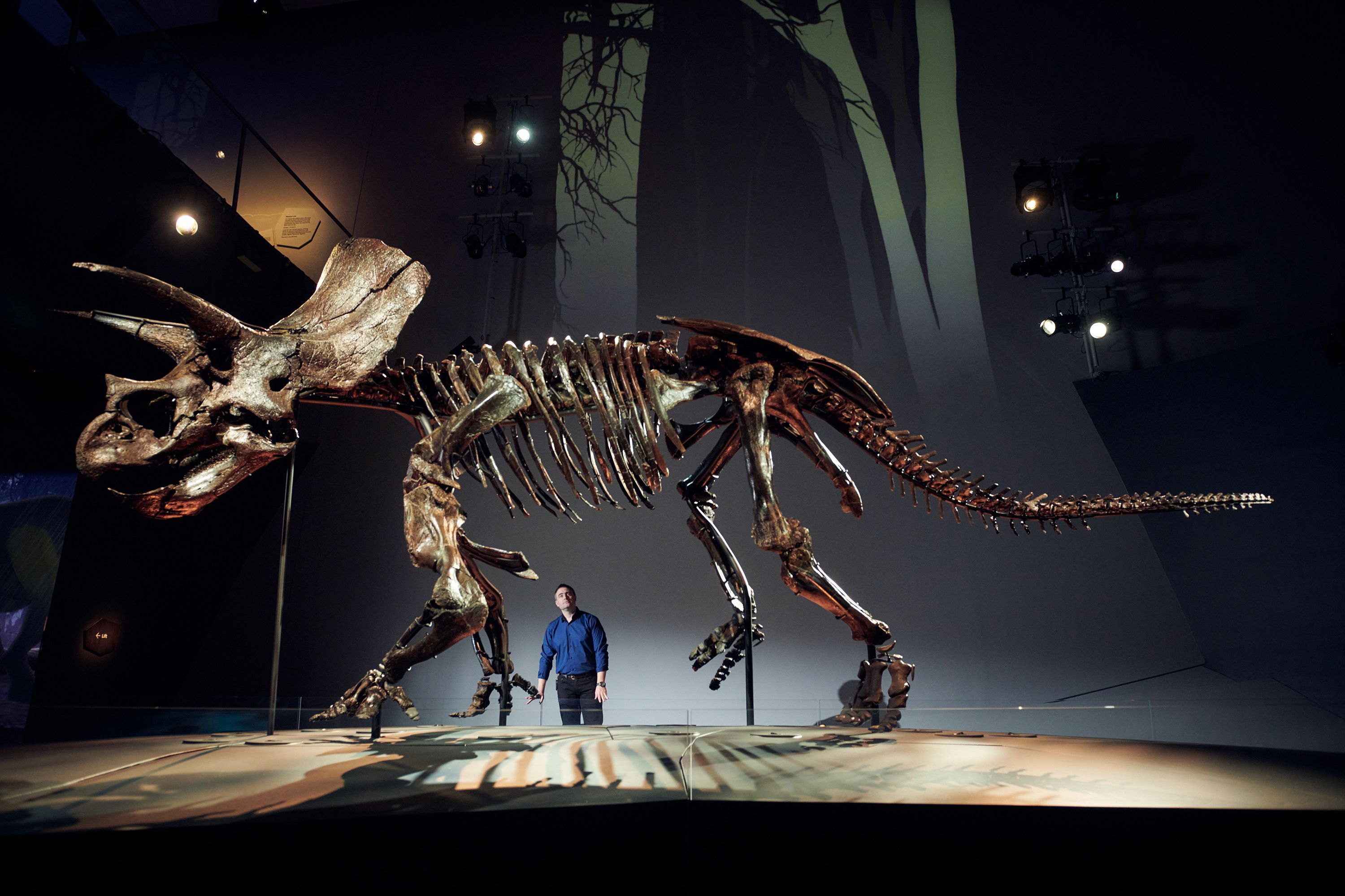 Triceratops em exibição no Museu de Melbourne / Reprodução CNN/Museums Victoria; foto por Eugene Hyland