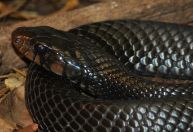 Cobra rara é encontrada no Alabama pela segunda vez em 60 anos