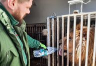 Zoológico da Polônia resgata leões, tigres e outros animais na fronteira ucraniana