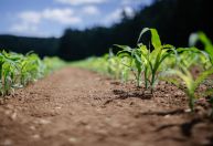 BC projeta menor crescimento de PIB do agro e melhora da indústria e de serviços