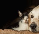 Conviver com cães e gatos pode frear declínio cognitivo após os 50 anos