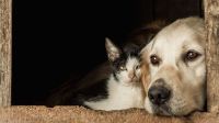 Conviver com cães e gatos pode frear declínio cognitivo após os 50 anos