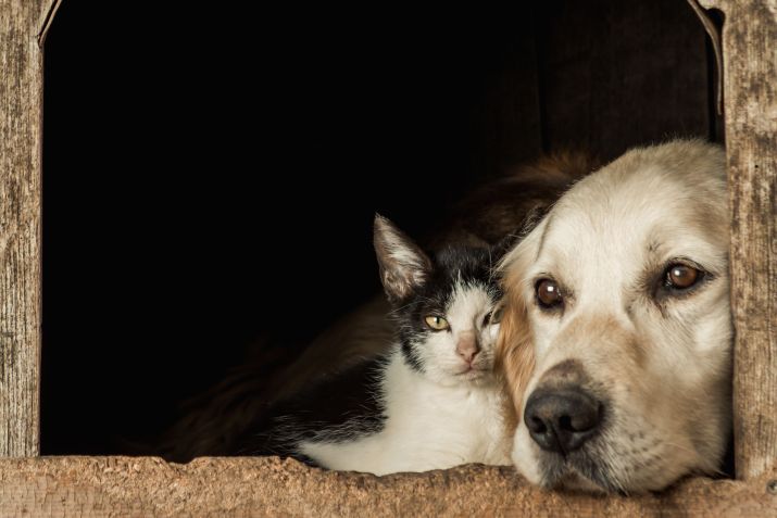 Gato e cachorro / wirestock / Freepik