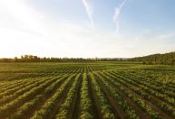 Agromoney: entenda os desafios e oportunidades das empresas agro no país