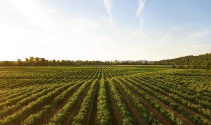 Inadimplência no agro foi de 7,6% em 2024, mostra Serasa