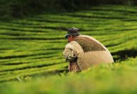Confiança do agronegócio sobe no 1º trimestre, diz índice calculado pela Fiesp