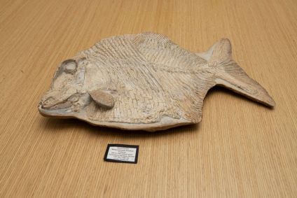 Fóssil de peixe brasileiro com mais de 100 milhões de anos recuperado pelo país