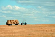 Conexão Agro: Agropecuária gera mais de nove mil vagas em setembro