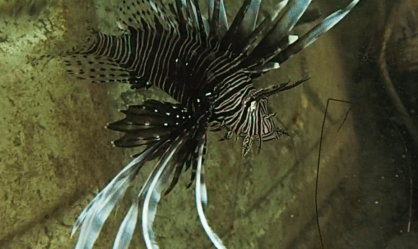 Predador e venenoso, peixe-leão é encontrado em águas rasas do Ceará e Piauí