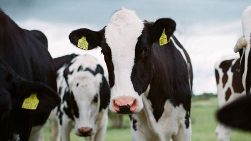 Vacas em pasto