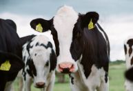 Carrefour e JBS aderem a programa de pecuária sustentável do Pará