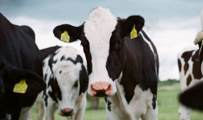 Carrefour e JBS aderem a programa de pecuária sustentável do Pará