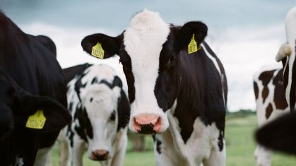 Vacas em pasto