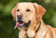 Labrador é raça canina mais popular de 2021, segundo clube de registro dos EUA