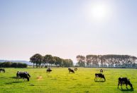Venda de carne bovina do Brasil aos EUA dispara apesar de tarifas, diz Abie