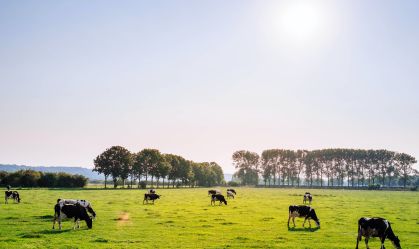 Pecuária bateu diversos recordes e atingiu produção de R$ 116 bilhões em 2022, aponta IBGE