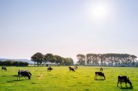 Agro comemora status de território livre de febre aftosa sem vacinação