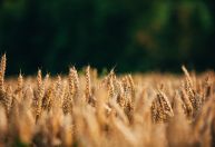 Preço de commodities desacelera e provoca queda no custo dos alimentos