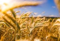 Ministro da Agricultura da Ucrânia renuncia