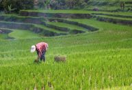 Investimento no agro ajuda a enfrentar mudanças climáticas, aponta Davos