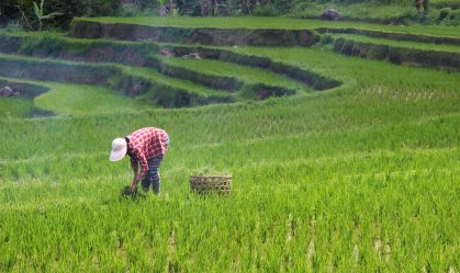 Inadimplência do produtor rural do Brasil sobe a 7,9% no 1º tri, diz Serasa