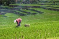 Plano Safra 25/26 terá R$ 516,2 bi à agricultura empresarial, alta de 1,5%