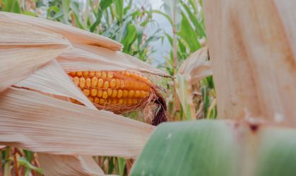 Expansão do agronegócio e mudanças climáticas impulsionam seguro rural