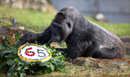 Gorila mais velha do mundo acaba de completar 65 anos