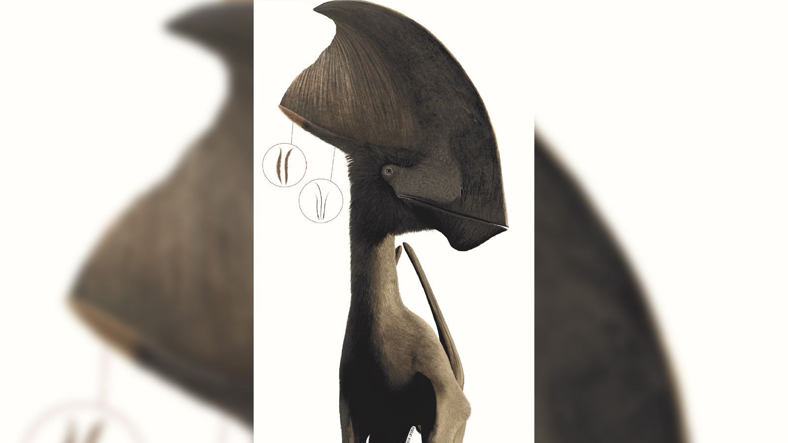 Reconstrução deste artista de Tupandactylus mostra monofilamentos escuros e penas ramificadas de cores mais claras ao longo da crista. / Julio Lacerda