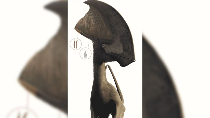 Reconstrução deste artista de Tupandactylus mostra monofilamentos escuros e penas ramificadas de cores mais claras ao longo da crista. / Julio Lacerda