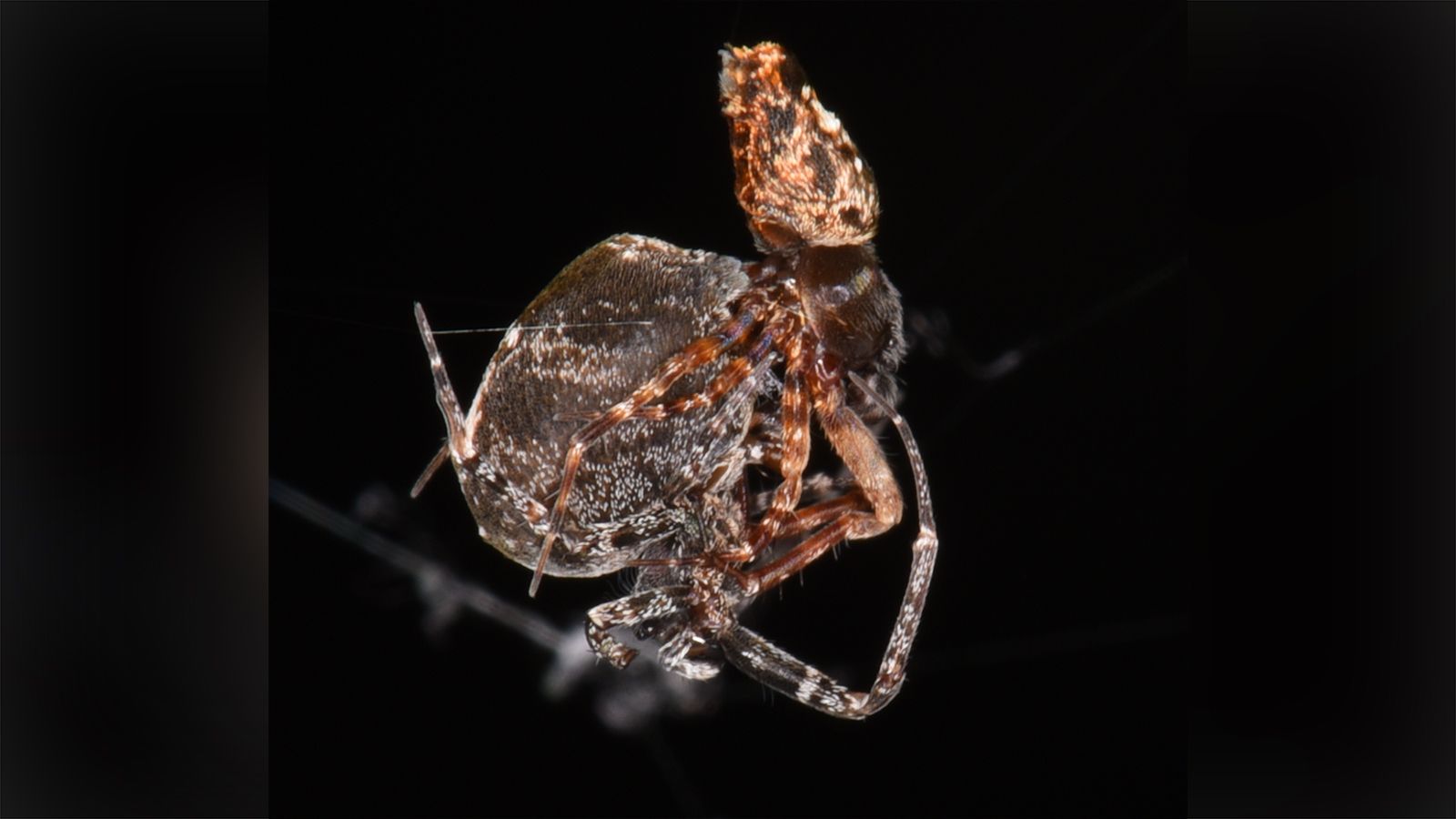 Aranha
