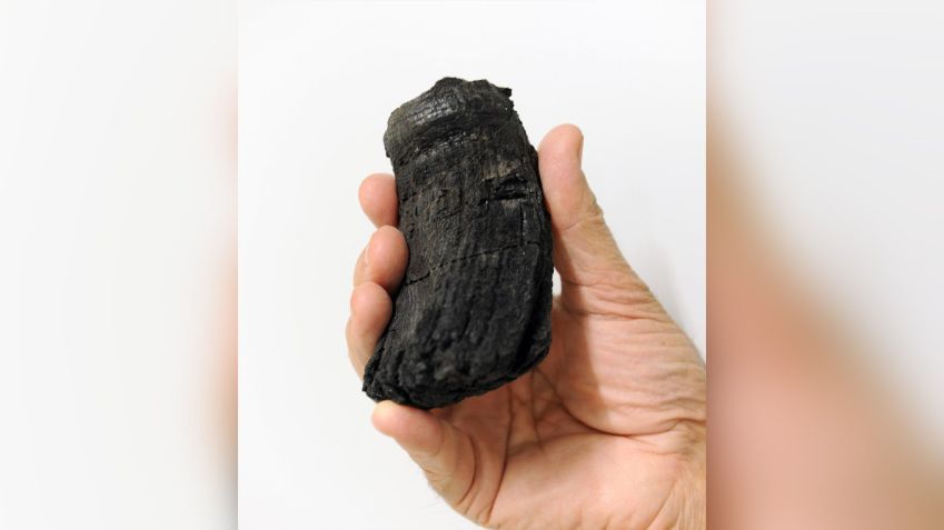 Este é o dente de ictiossauro mais grosso encontrado até agora. / Rost Roth / Universidade de Zurique