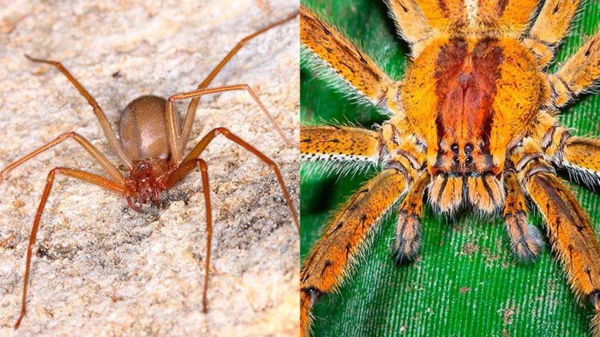 Aranha-marrom e a aranha armadeira podem causar acidentes graves / Divulgação/Instituto Butantan