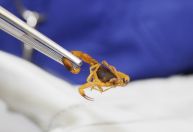 Picadas de escorpião podem ser fatais em 3 horas: veja o que fazer