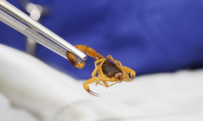 Picadas de escorpião podem ser fatais em 3 horas: veja o que fazer