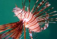 Pescador sofre primeiro acidente com espécie de peixe venenoso no Brasil