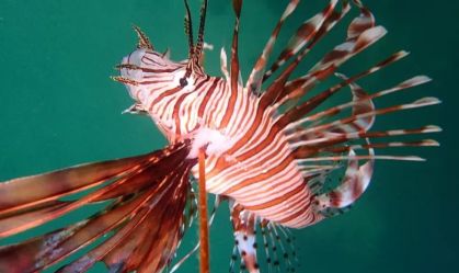 Pescador sofre primeiro acidente com espécie de peixe venenoso no Brasil