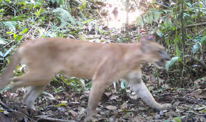Onça tida como extinta há mais de um século é vista no Rio de Janeiro