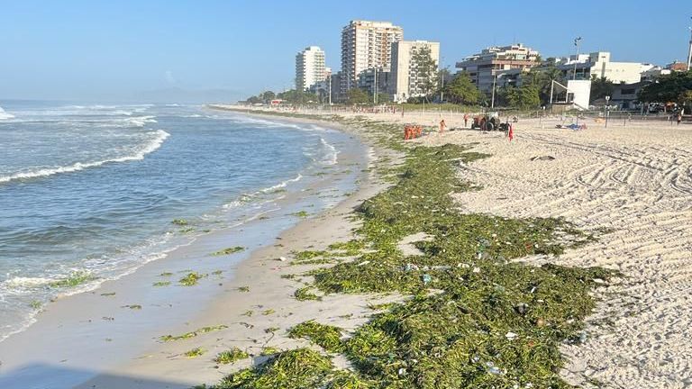 Toneladas de gigogas tomam praia da Barra da Tijuca. A causa do problema foi o rompimento de uma ecobarreira no Itanhangá, na Lagoa da Tijuca. / Tania Carvalho / Reprodução