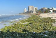 Toneladas de gigogas tomam praia da Barra da Tijuca após rompimento de ecobarreira