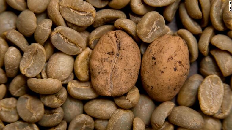 Grãos de café do tipo Ambongo em processo de deterioração em Madagascar / Foto: Kew Royal Botanic Gardens