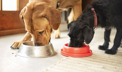 Two dogs eating together from their food bowls