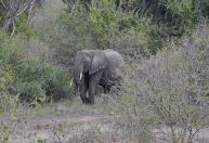 Elefante mata pesquisador colombiano em Uganda