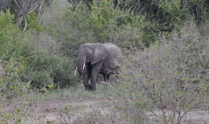 Elefante mata pesquisador colombiano em Uganda