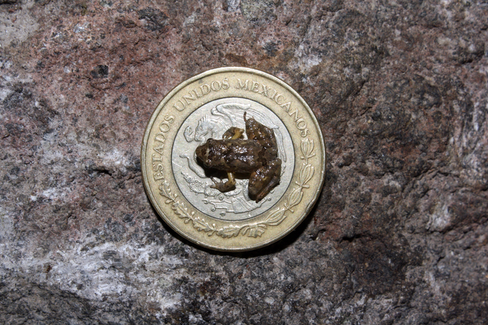 Craugastor rubinus, uma das espécies de sapos recém-descobertas, em cima de uma moeda mexicana de 10 pesos — o diâmetro da moeda é de 28 mm / Jeffrey W Streicher/ Museu de História Natural/ Londres